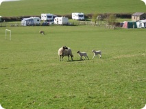 Gallaber Farm Caravan Park - Spring lambs