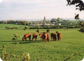 Gallaber Farm - Limousin cattle